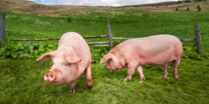 Rabobank: Meer onzekerheden voor varkensvlees