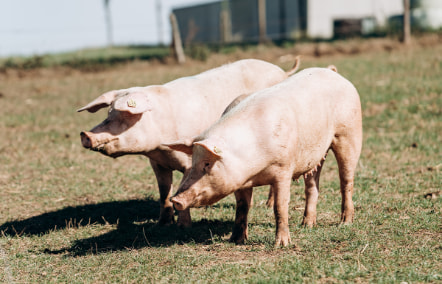 China verhoogt importtarief voor varkensvlees